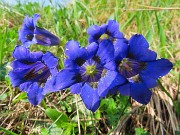 16 Gentiana acaulis (Genziana di Koch)